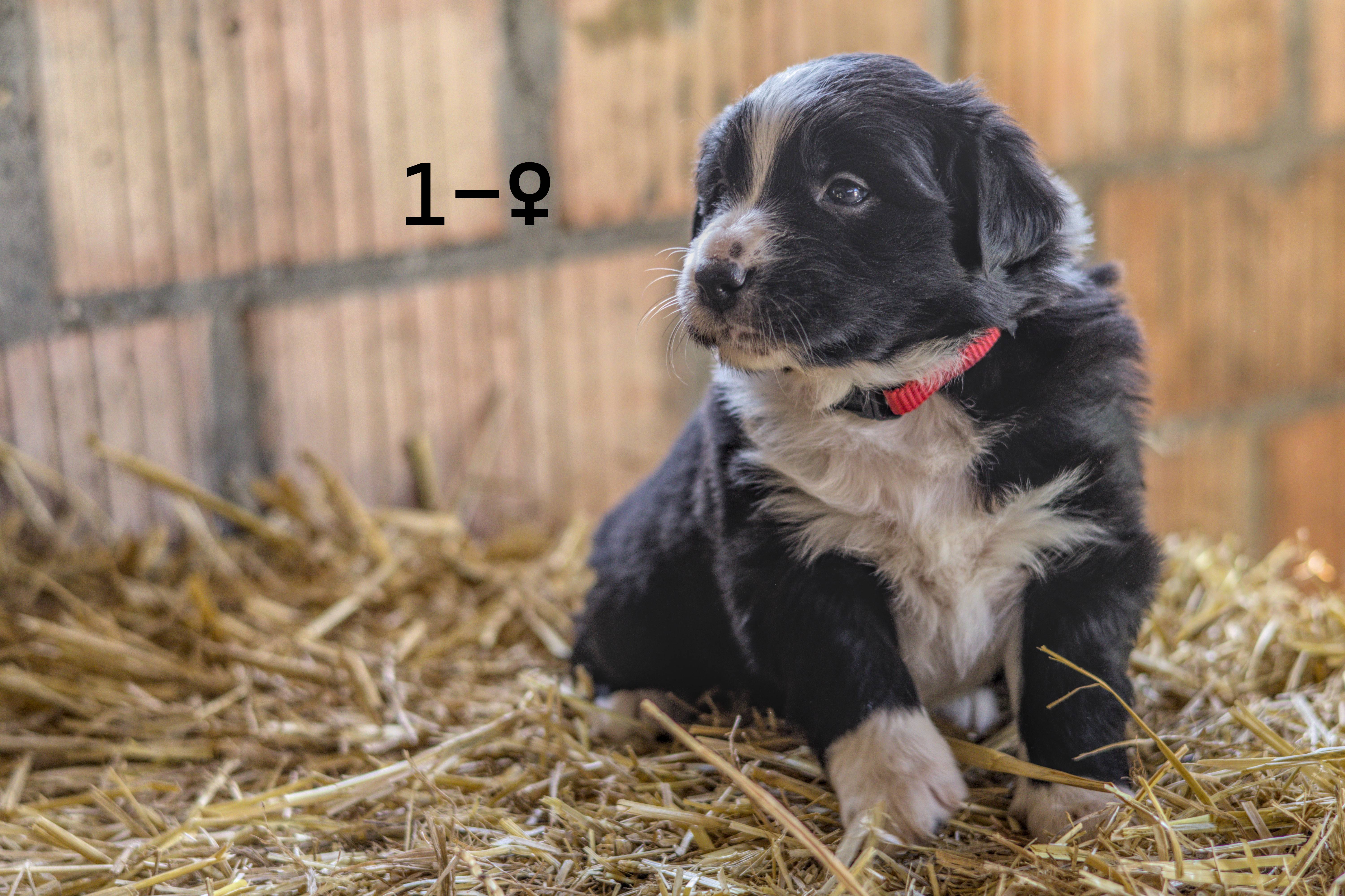 Chiot 1 - Femelle