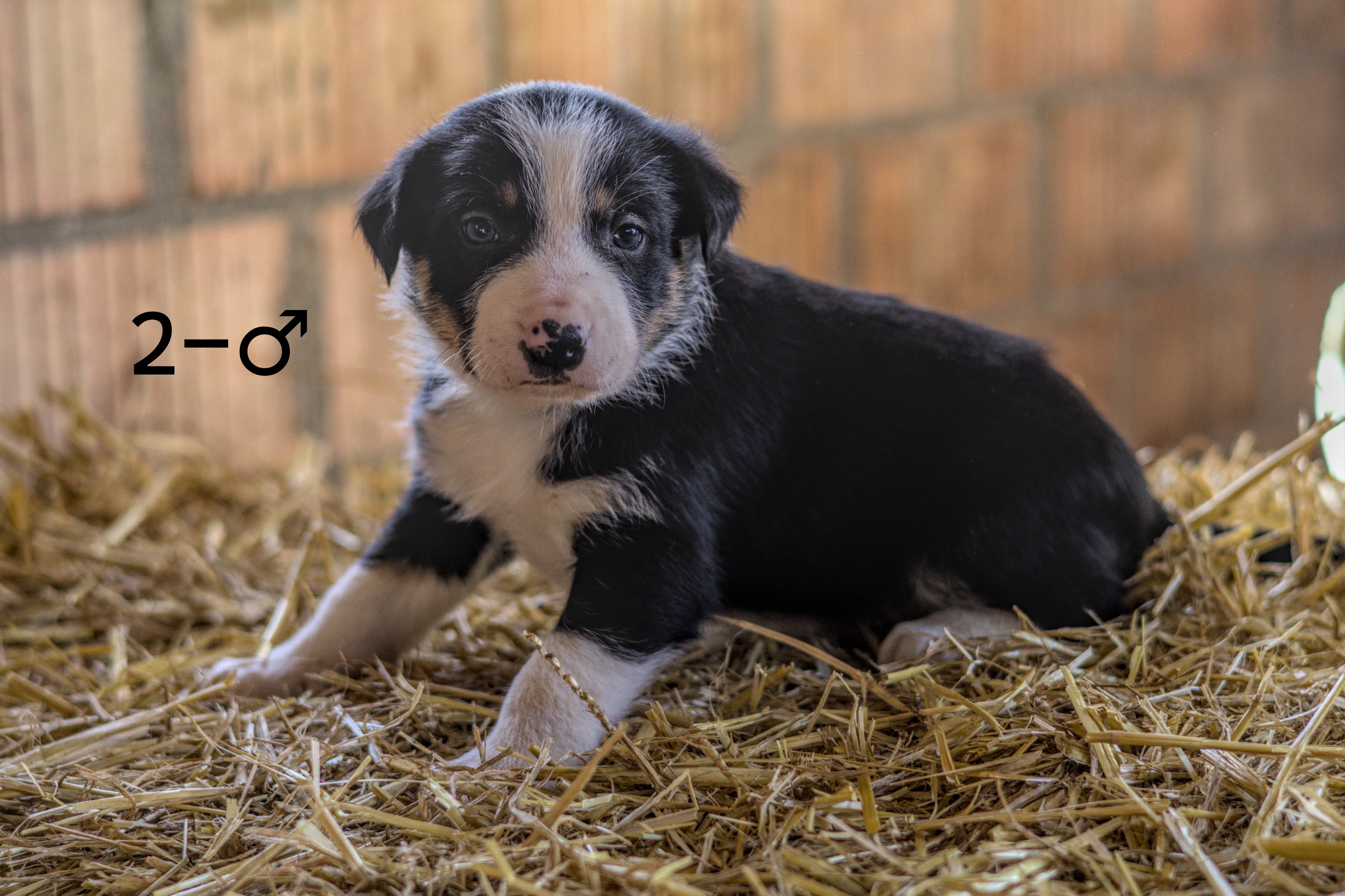 Chiot 2 - Mâle