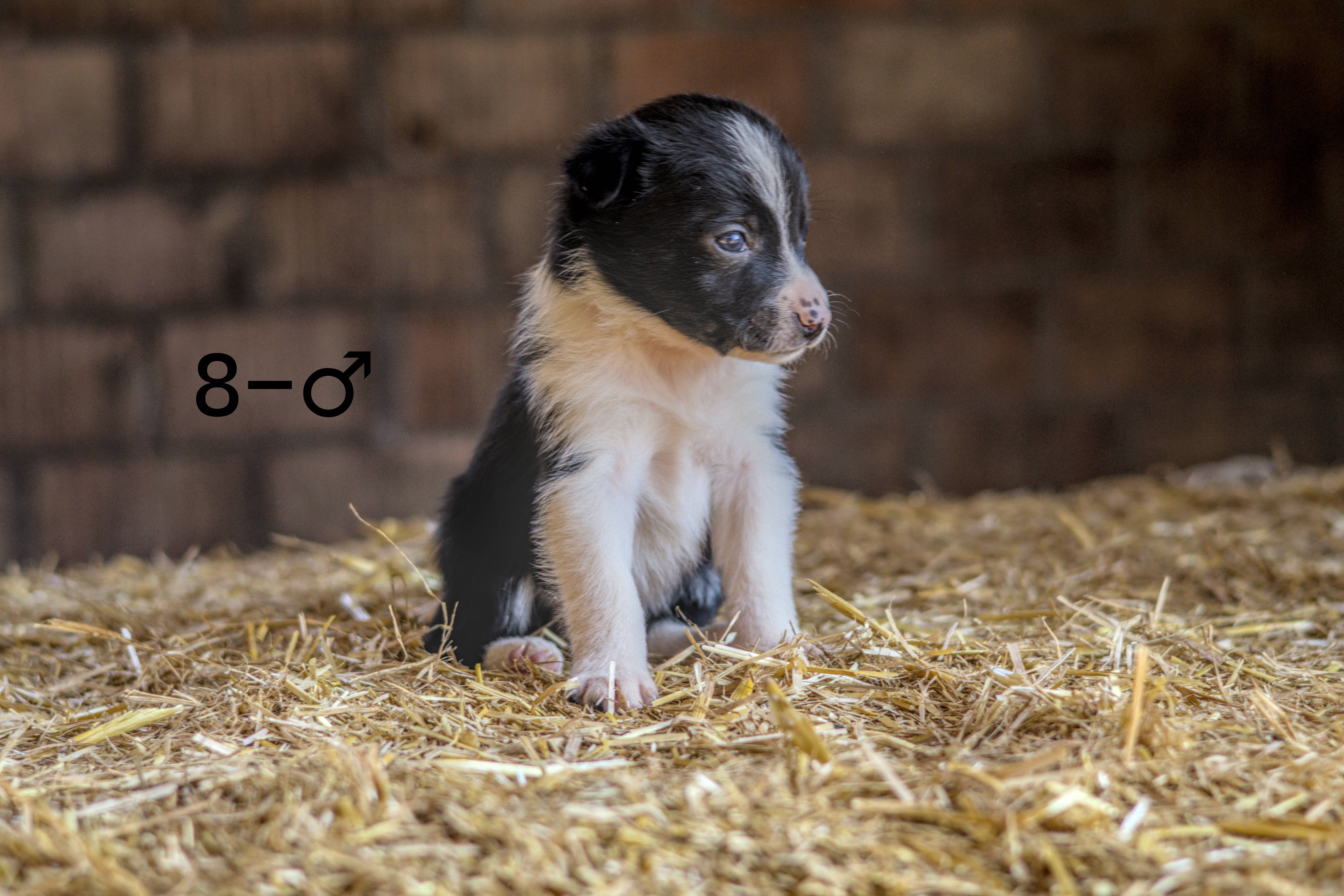 Chiot 8 - Mâle